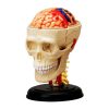 iDENTical 3D Skull Education Model (M7037)